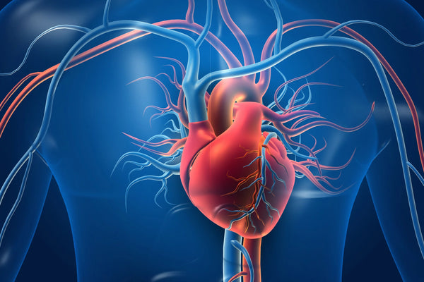 heart and hydration