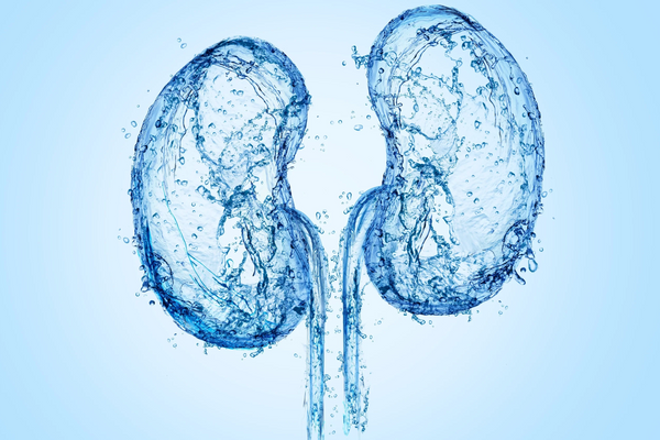 kidneys and hydration